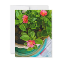 Garden Baby Sun Rose Pflanze in einer Potflatterka