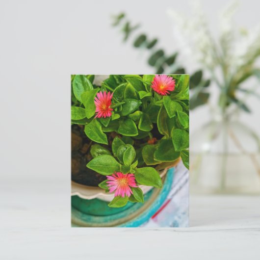 Garden Baby Sun Rose Pflanze in einer Potflatterka (Stehend Vorderseite)