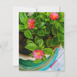 Garden Baby Sun Rose Pflanze in einer Potflatterka