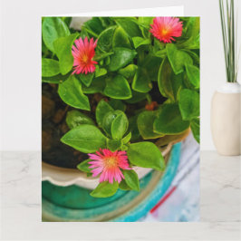Garden Baby Sun Rose Pflanze in Pot geflochtene Be Karte