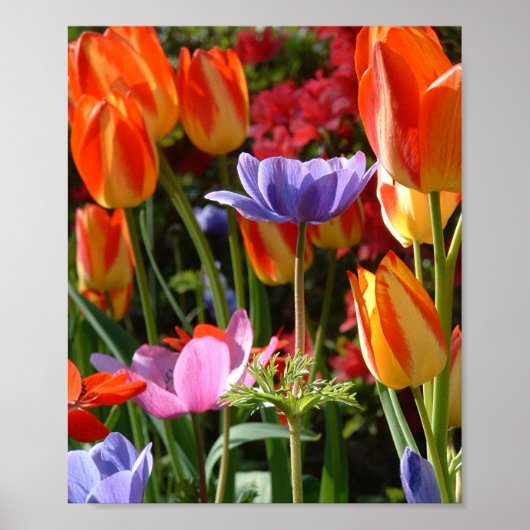 Garden Beauty Poster (Vorne)