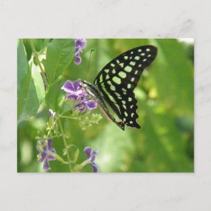 Garden Butterfly Postcard Postkarte