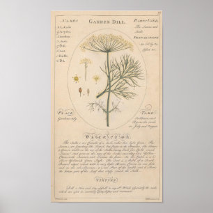 Garden Dill Botanic Print Poster