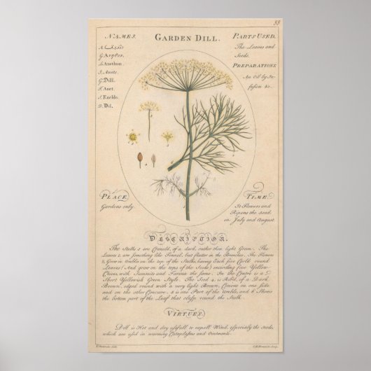 Garden Dill Botanic Print Poster (Vorne)