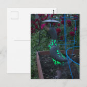 Garden Duck Postkarte (Vorne/Hinten)