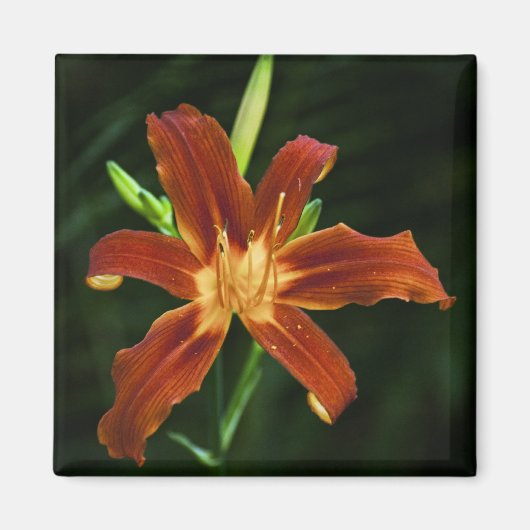 Garden Flame Magnet (Vorne)