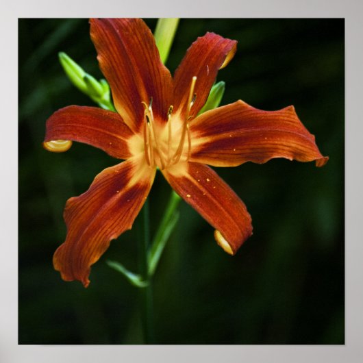 Garden Flame Print Poster (Vorne)