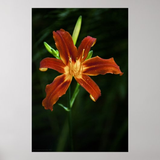 Garden Flame Print Poster (Vorne)