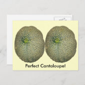 Garden Fresh Cantaloupe Postkarte (Vorne/Hinten)