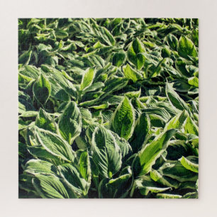 Garden Green White Hosta Pflanze Abstrakt Artistis Puzzle