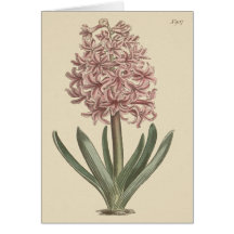 Garden Hyacinth Botanical Illustration