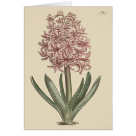 Garden Hyacinth Botanical Illustration