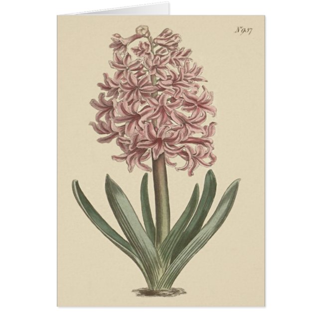 Garden Hyacinth Botanical Illustration (Vorne)