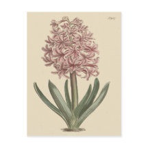 Garden Hyacinth Botanische Illustration
