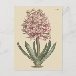 Garden Hyacinth Botanische Illustration Postkarte