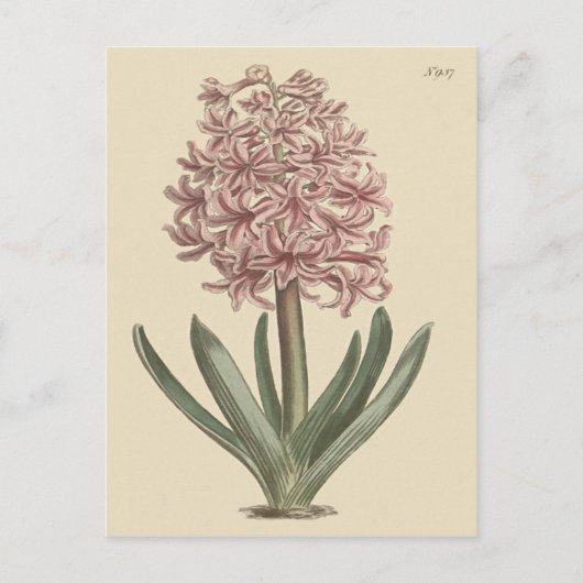 Garden Hyacinth Botanische Illustration Postkarte (Vorderseite)