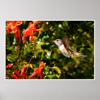 Garden Jewel: Hummingbird in Bloom Poster
