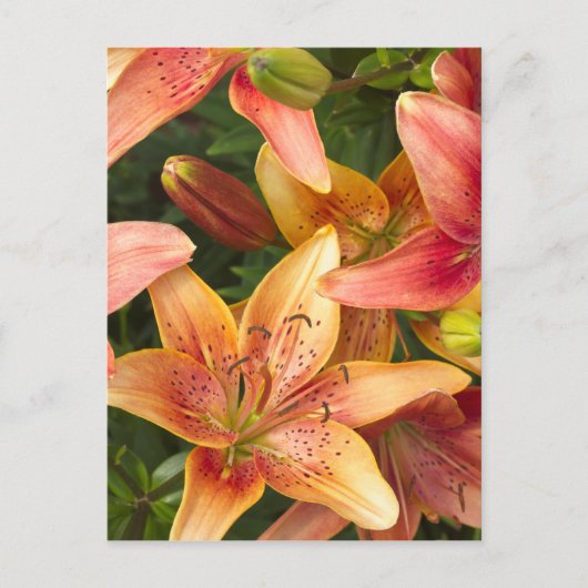 Garden Lilies Postkarte (Vorderseite)