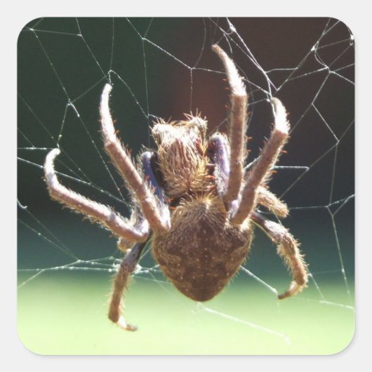 Garden Orb Weaver Spider Sticker (Vorderseite)