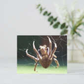 Garden Orb Weaver Spione Postkarte (Stehend Vorderseite)