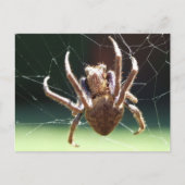 Garden Orb Weaver Spione Postkarte (Vorderseite)