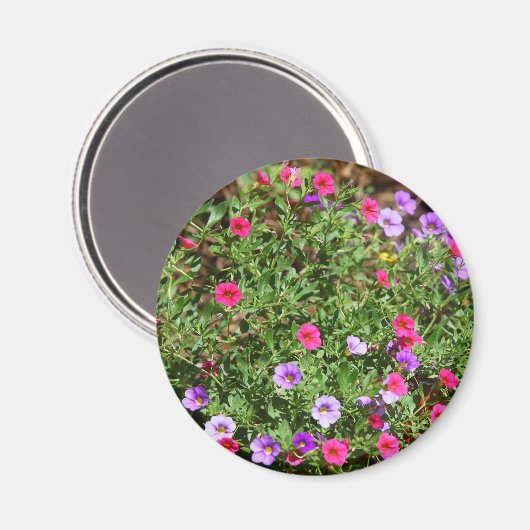 Garden Petunia Magnet (Vorderseite/Rückseite)