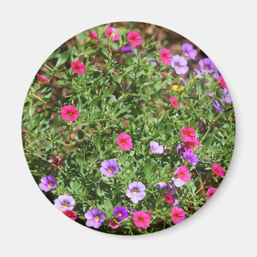 Garden Petunia Magnet (Vorne)