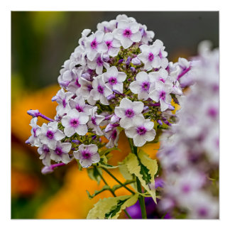 Garden Phlox Poster