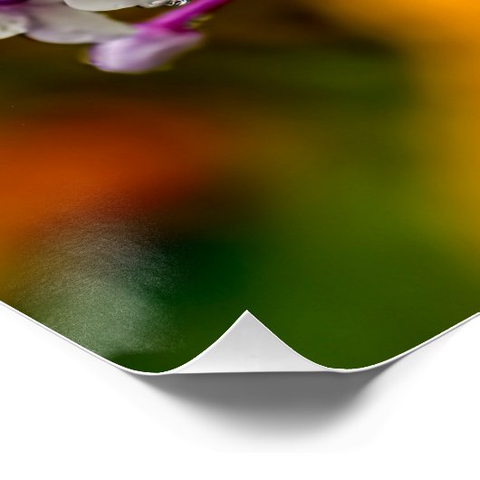 Garden Phlox Poster (Ecke)