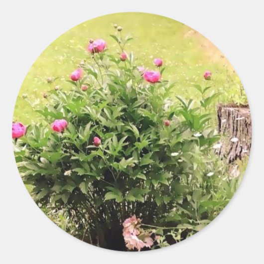 Garden Rose Stickers (Vorderseite)