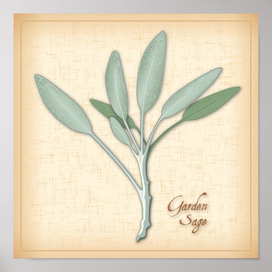 Garden Sage Herb Poster (Vorne)