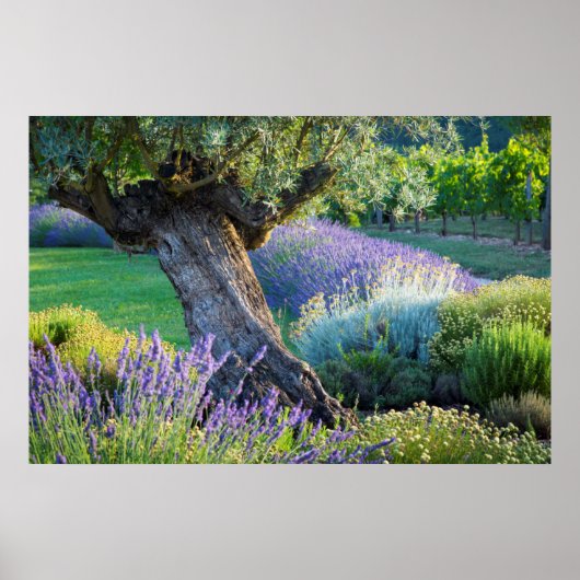 Garden scenic with flowers, Frankreich Poster (Vorne)