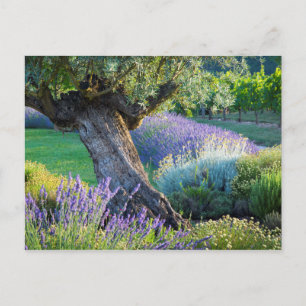 Garden scenic with flowers, Frankreich Postkarte