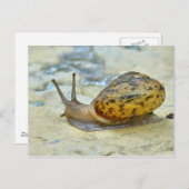 Garden Snail Postcard. Postkarte (Vorne/Hinten)
