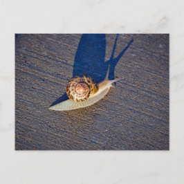 Garden Snail Postcard Postkarte