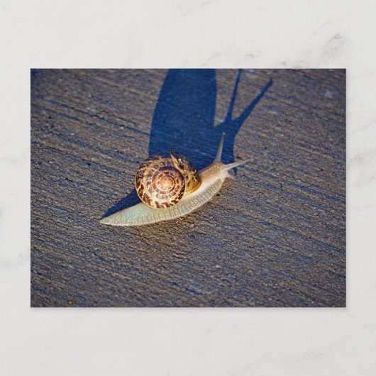 Garden Snail Postcard Postkarte (Vorderseite)
