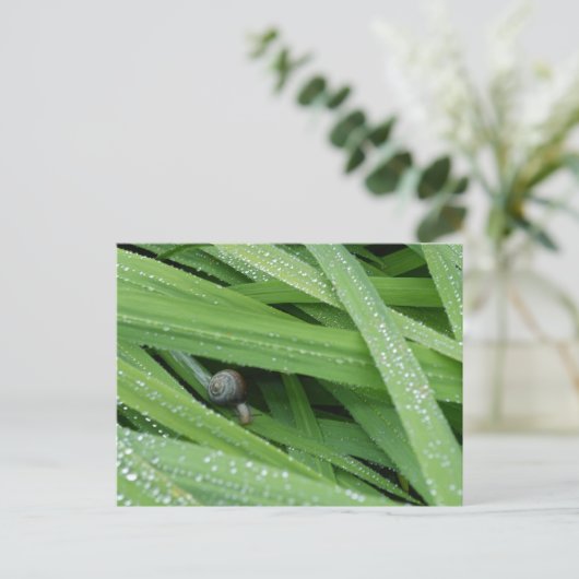 Garden Snail Postkarte (Stehend Vorderseite)