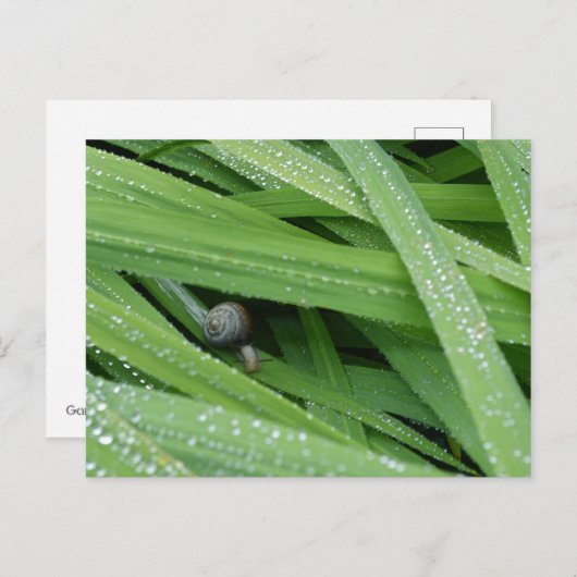 Garden Snail Postkarte (Vorne/Hinten)