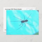 Garden Spider Male Unterhalb Postkarte (Vorne/Hinten)