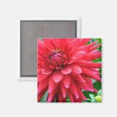 Garden Star Dahlia Magnet (Vorderseite/Rückseite)