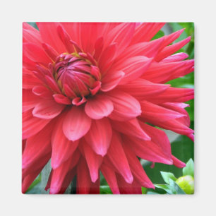 Garden Star Dahlia Magnet