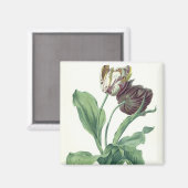 Garden Tulip, aus der "Oper Botanica", mit der Gra Magnet (Vorderseite/Rückseite)