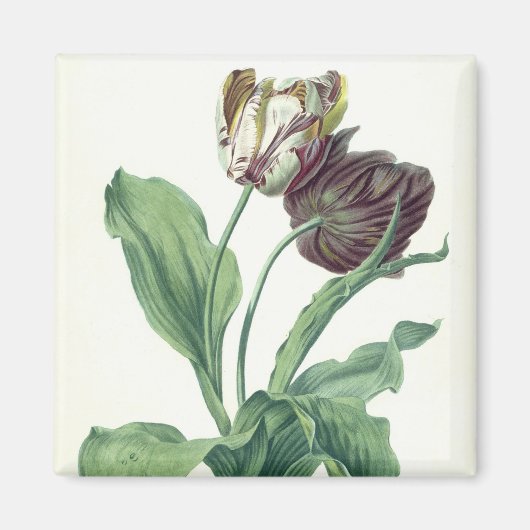 Garden Tulip, aus der "Oper Botanica", mit der Gra Magnet (Vorne)
