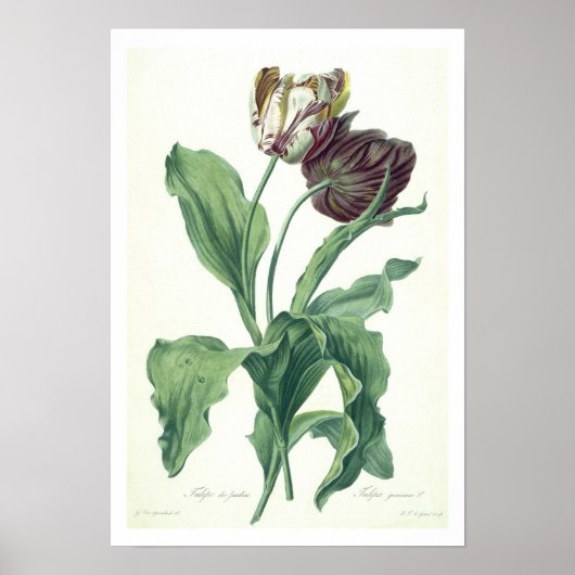 Garden Tulip, aus der "Oper Botanica", mit der Gra Poster (Vorne)