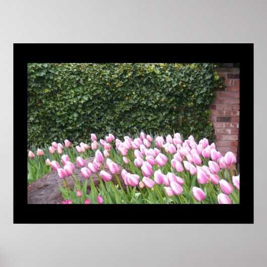 Garden Tulips Picture Poster (Vorne)