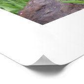 Garden Tulips Picture Poster (Ecke)