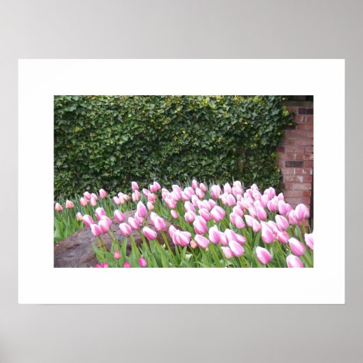 Garden Tulips Picture Poster (Vorne)