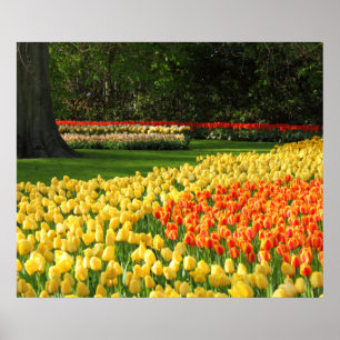 Garden Tulips Poster