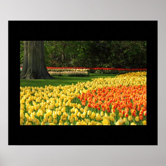 Garden Tulips Poster (Vorne)