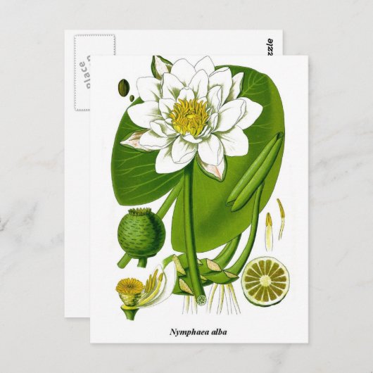 Gardener Postkarte (Vorne/Hinten)